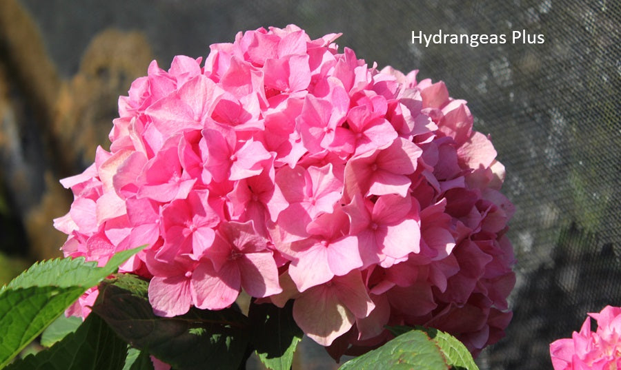 Hydrangea Macrophylla Rhythmic Blue