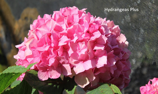 Hydrangea Macrophylla Rhythmic Blue