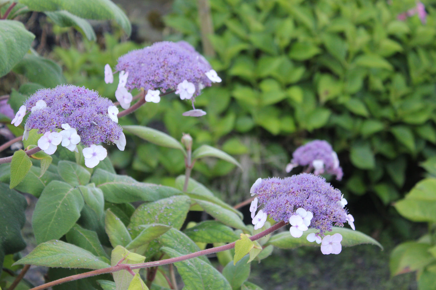 Hydrangea Aspera Robusta