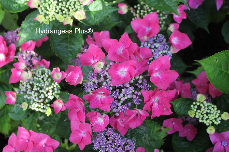 Hydrangea Macrophylla Rotdrossel