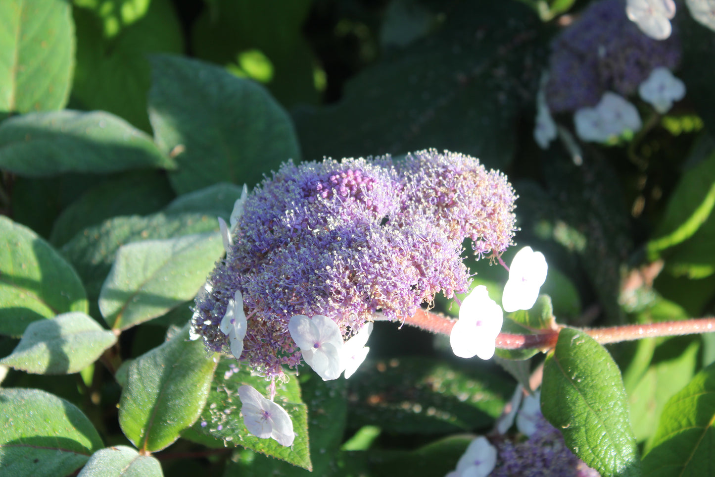 Hydrangea Aspera subsp. Sargentiana