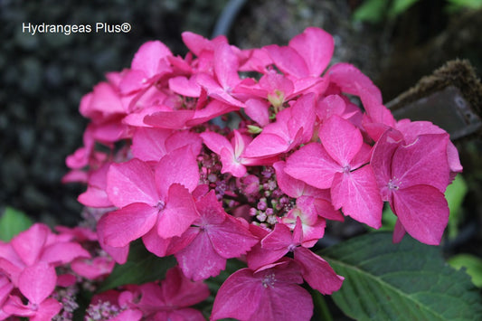 Hydrangea Macrophylla Selina