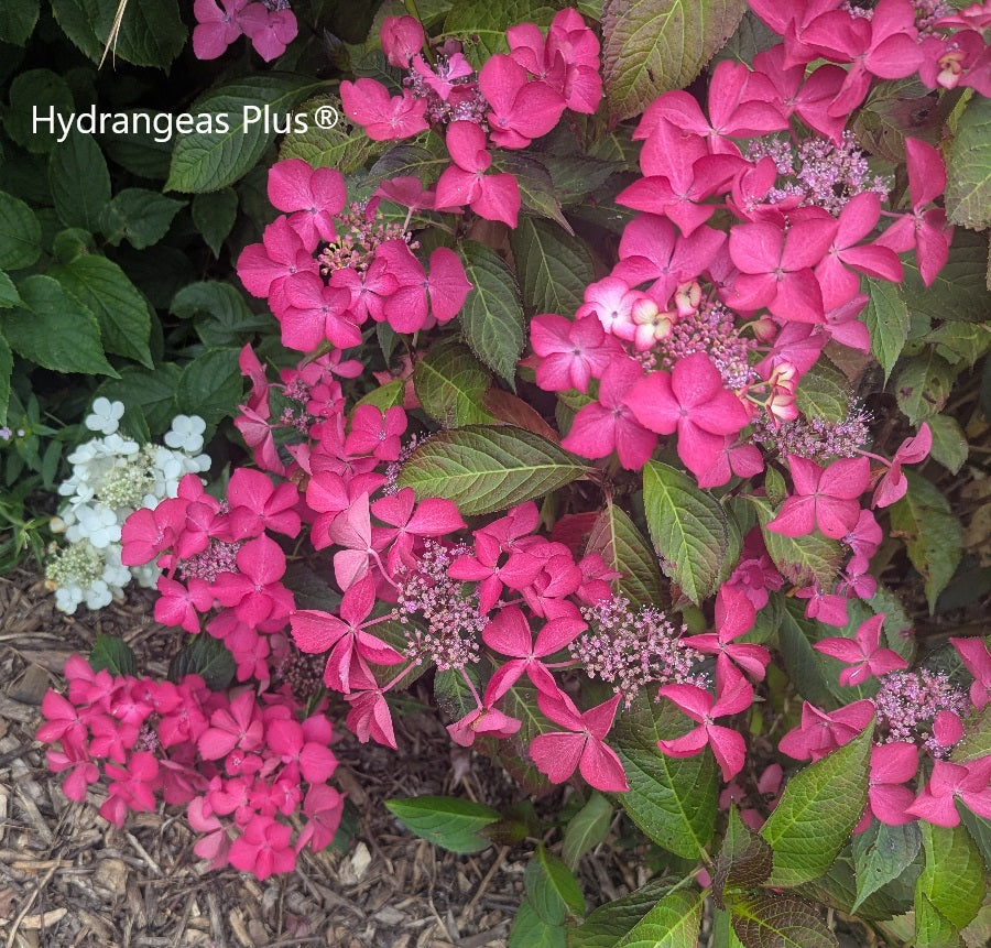 Hydrangea Macrophylla Selina