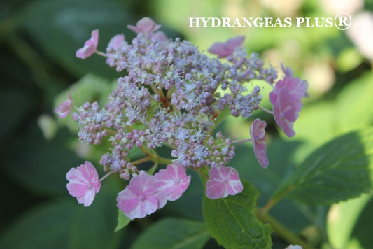 Hydrangea Serrata Shibori Ezo