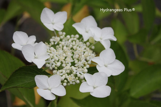 Hydrangea Shirobana Gaku-Ajisai