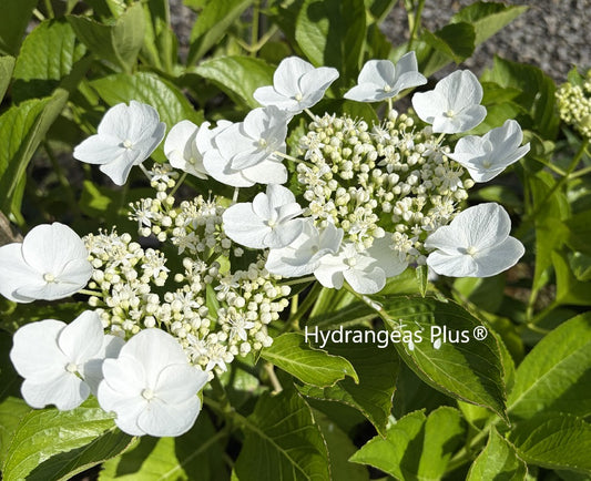 Hydrangea Shirobana Gaku-Ajisai