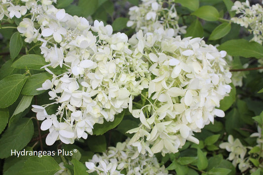 Hydrangea Paniculata Skyfall