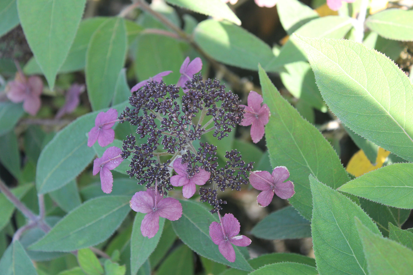 Hydrangea Aspera Spinners