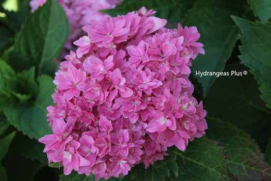 Hydrangea Macrophylla Starfield