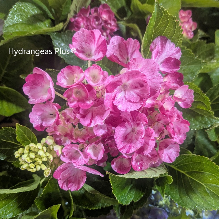 Hydrangea Macrophylla Sweet Fantasy