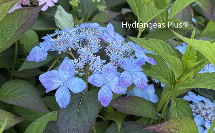 Hydrangea Serrata Tiara