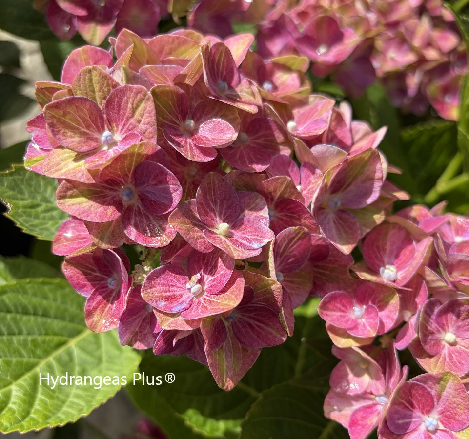 Hydrangea Macrophylla Tilt A Swirl