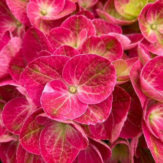 Hydrangea Macrophylla Tilt A Swirl
