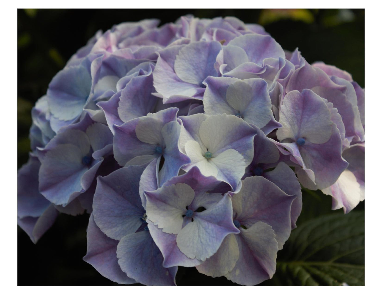 Hydrangea Macrophylla Vanilla Swirl