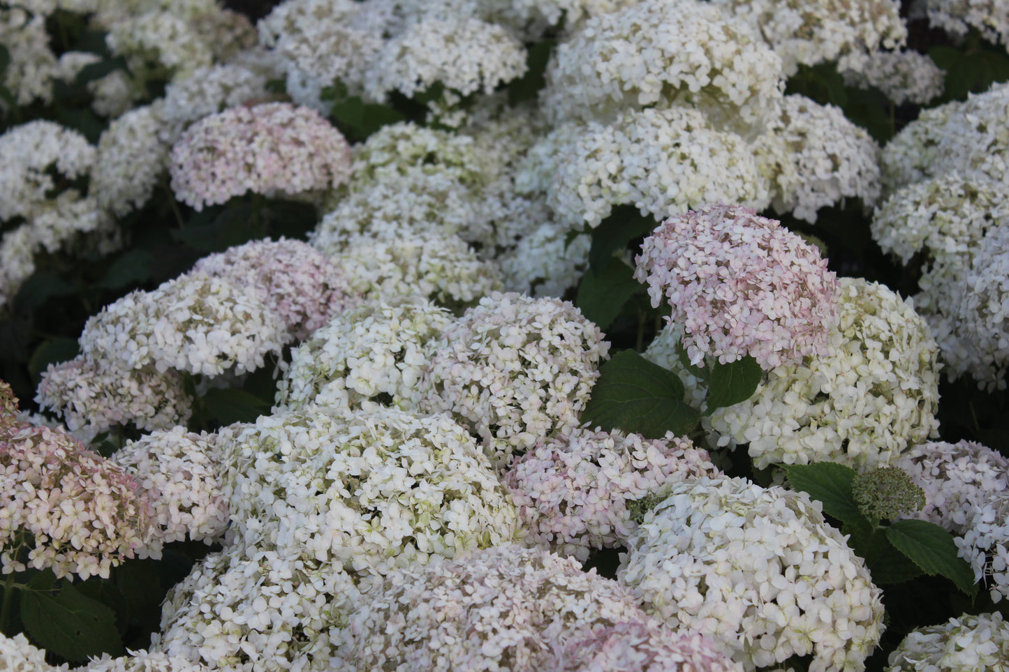 Hydrangea Arborescens Wee White®