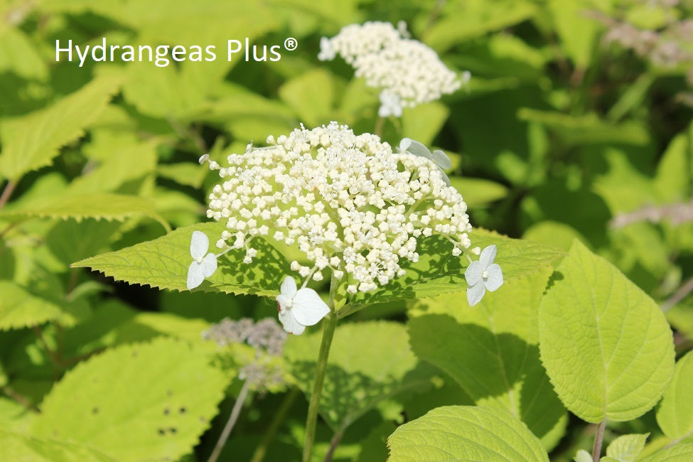 Hydrangea Arborescens White Dome