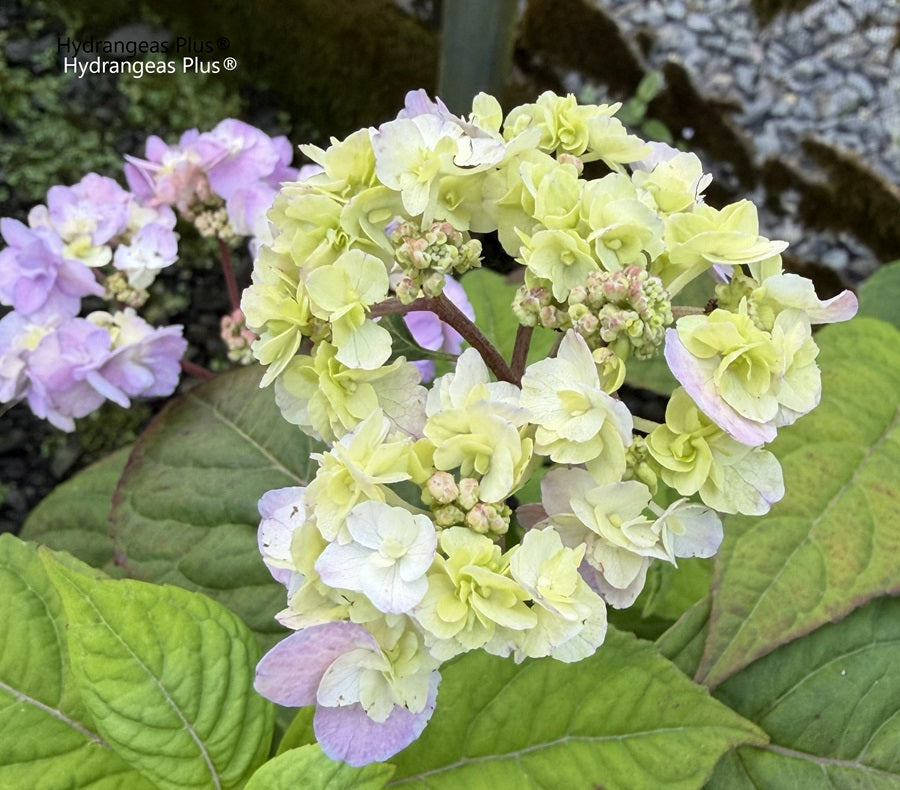 Hydrangea Serrata Yae no Amacha